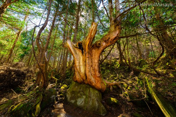 蓼科大滝